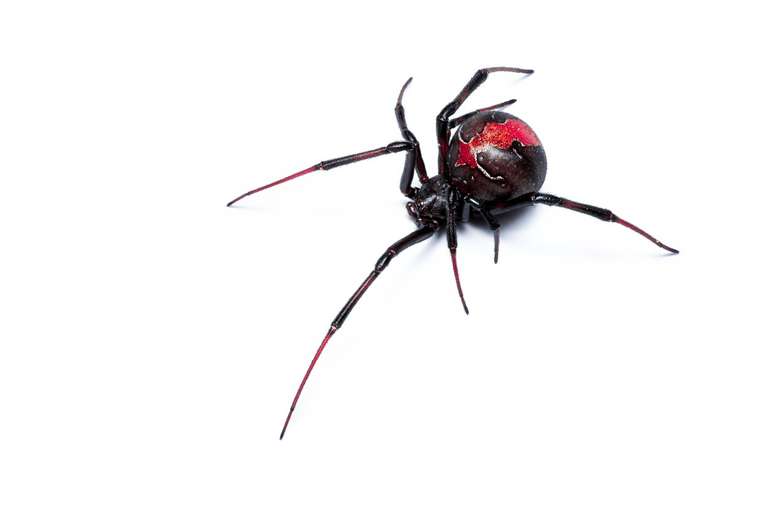 Red Back Rou Red Back Spider and other Australian Spiders - Immigrate-to-a-new-life ...