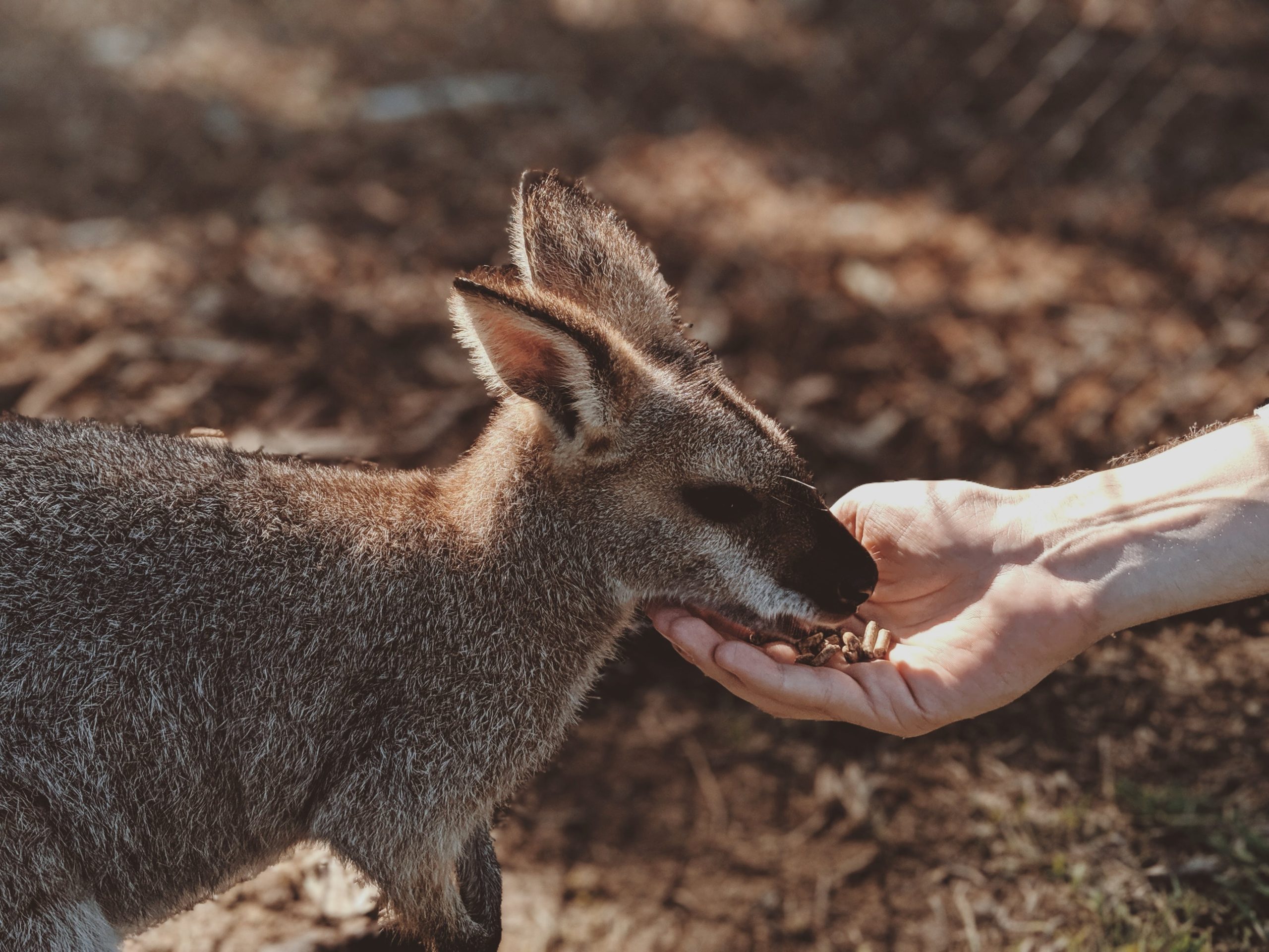 "Feeding a kangaroo at Neil Hawkins Park
