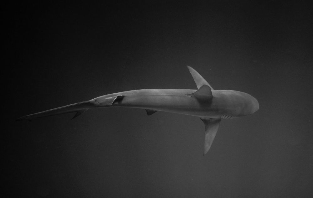 Sharks