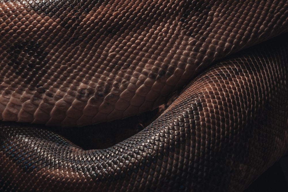 Snakes