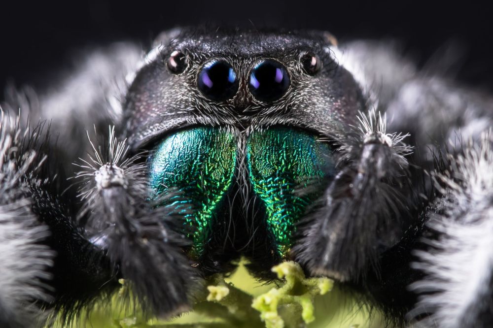 Spiders
