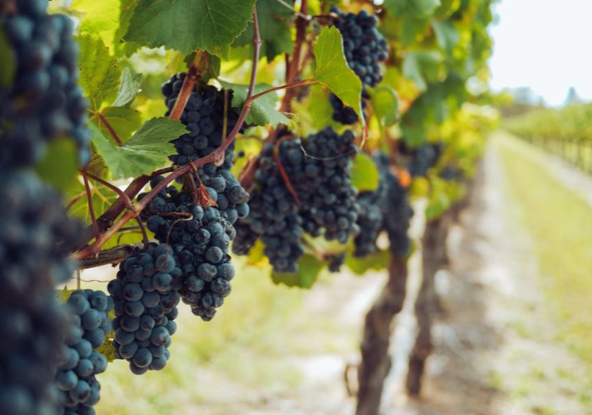 Bunches of grapes