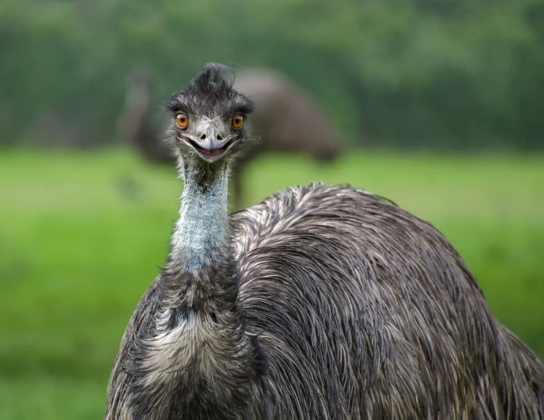 Emu Meat