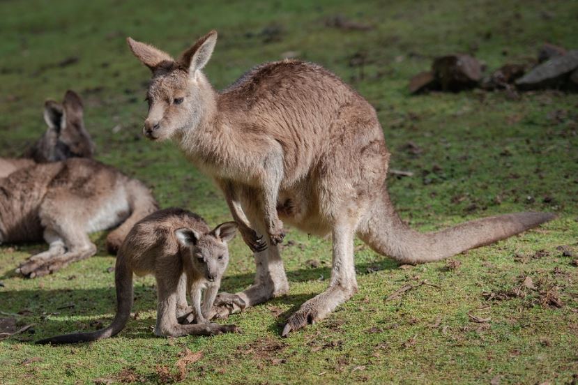 Kangaroo Meat