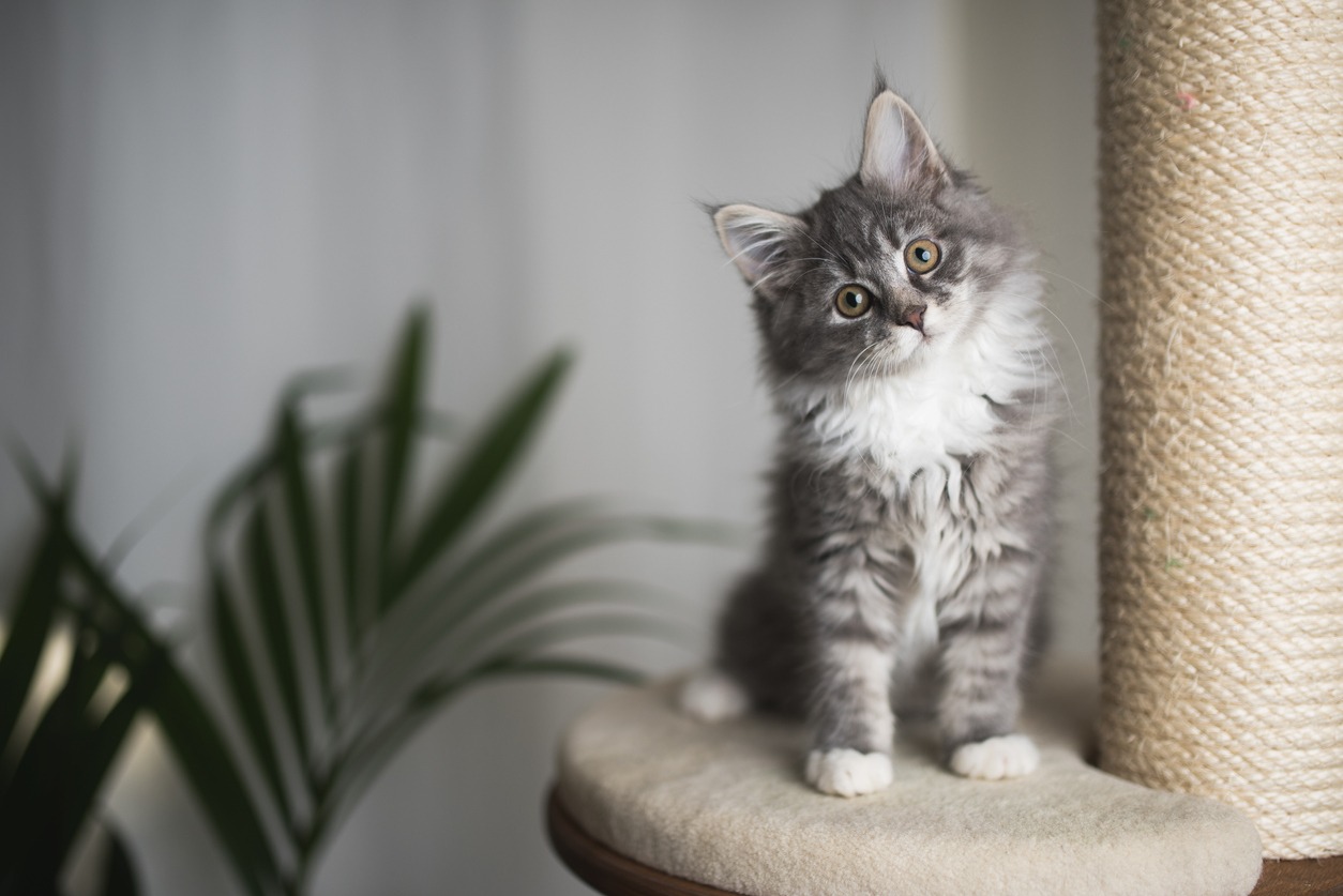 kitten 