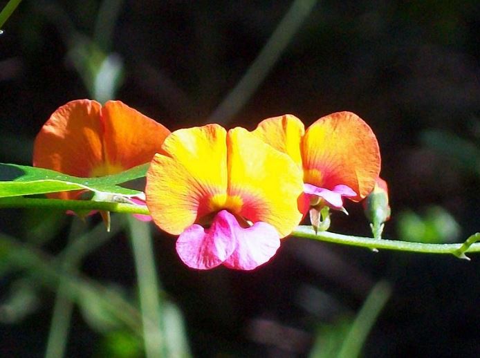 Chorizema Cordatum