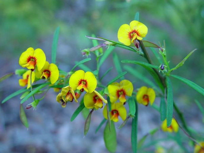 Eutaxia Parvifolia