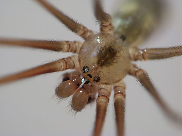 Cellar Spider