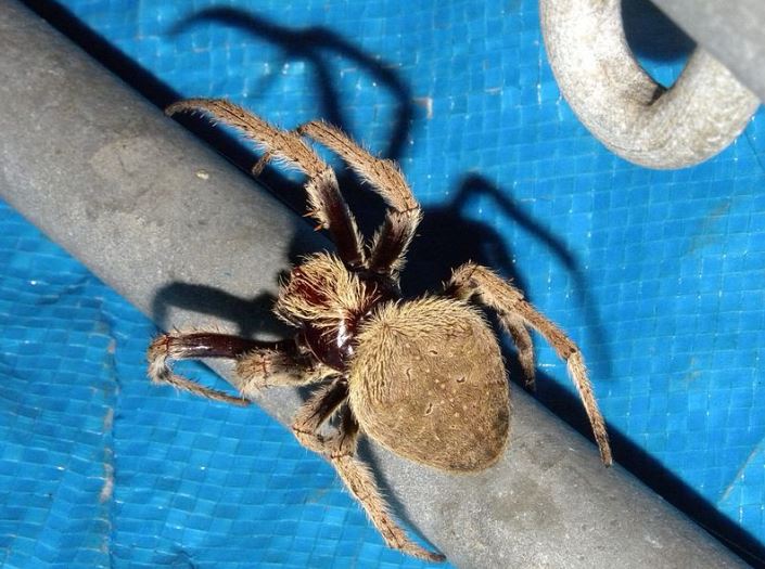 Garden Orb Weaver