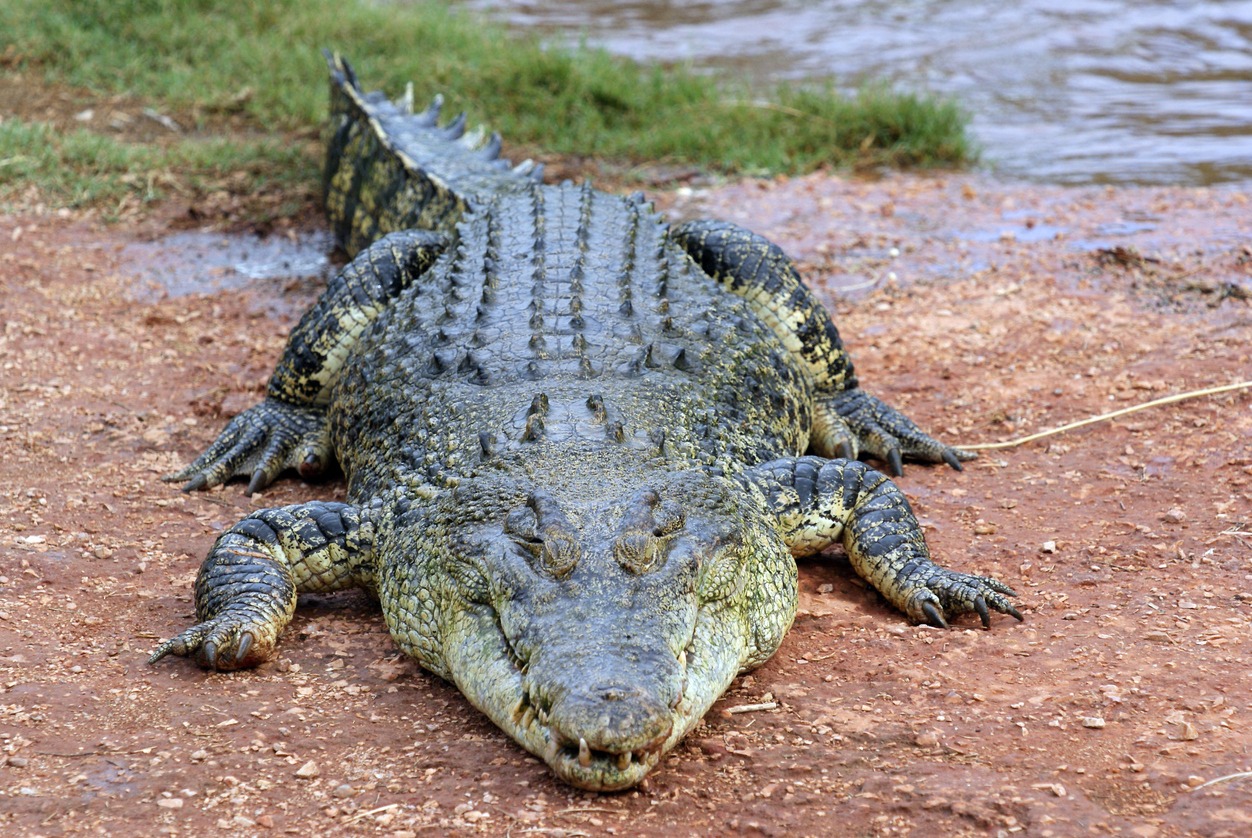 Australian Saltwater Crocodile