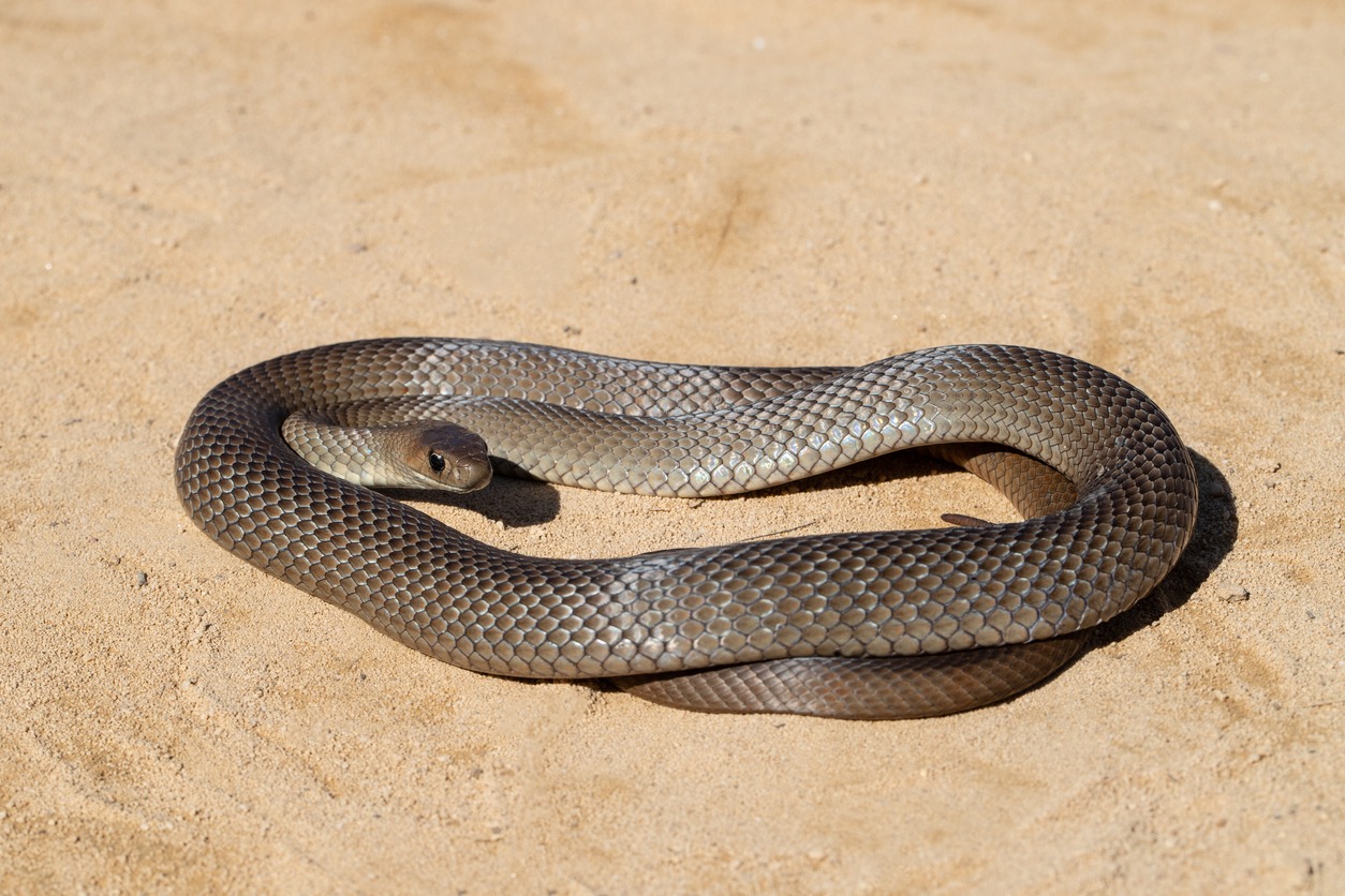 Australian eastern brown snake