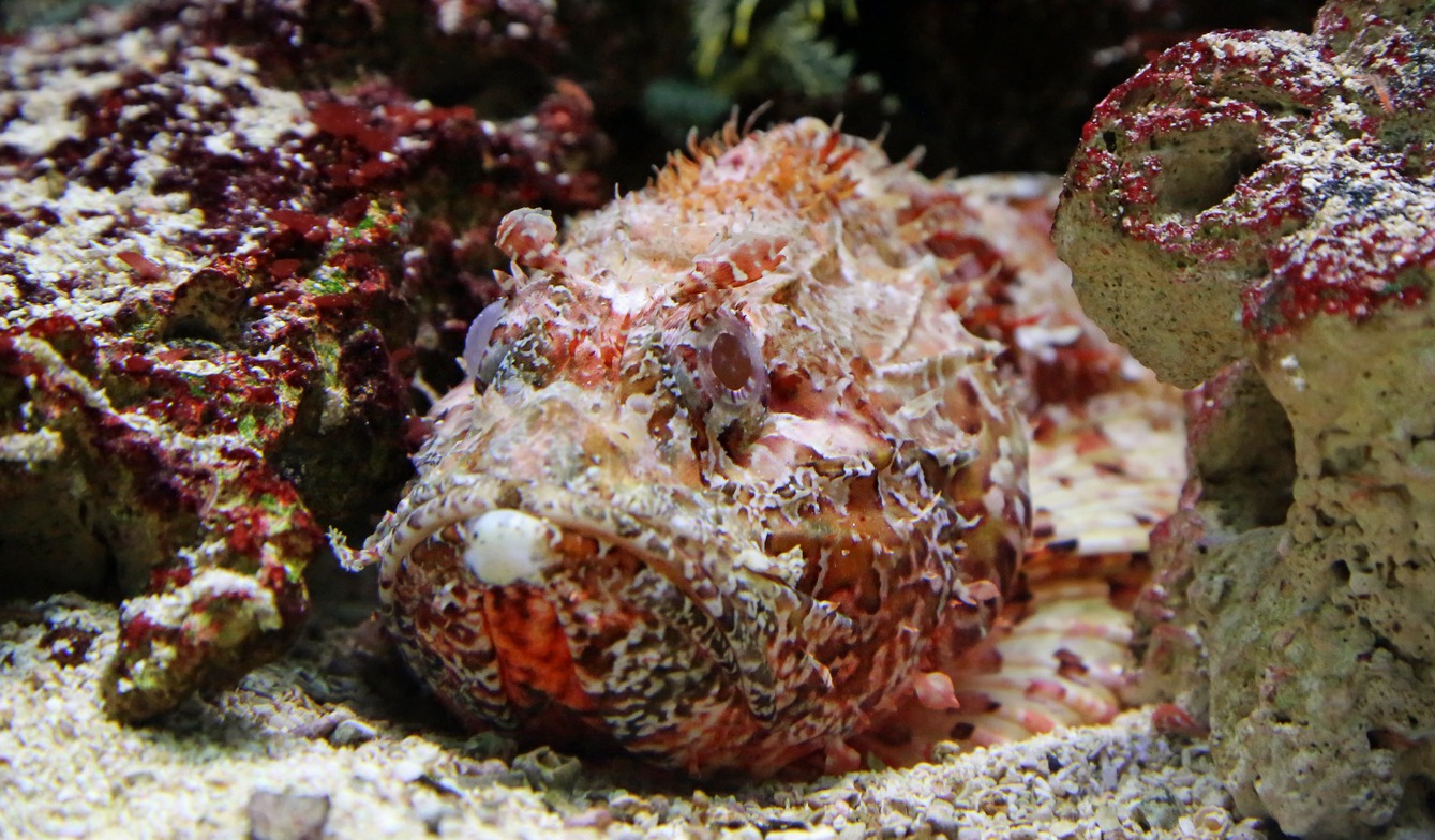 Close-up view of a stonefish