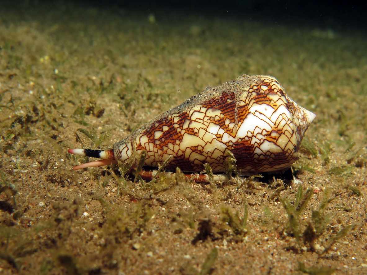 Cone snail