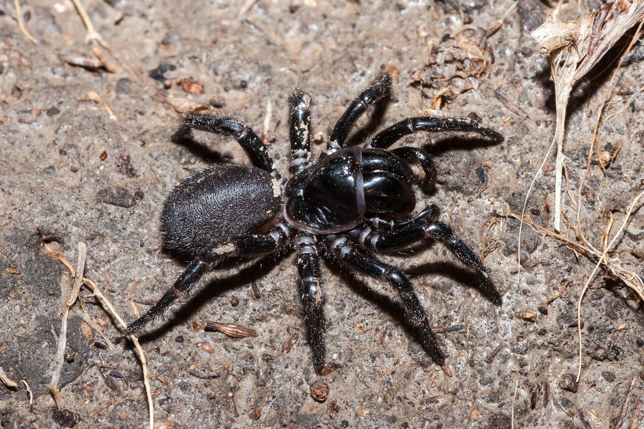 Funnel-web spider
