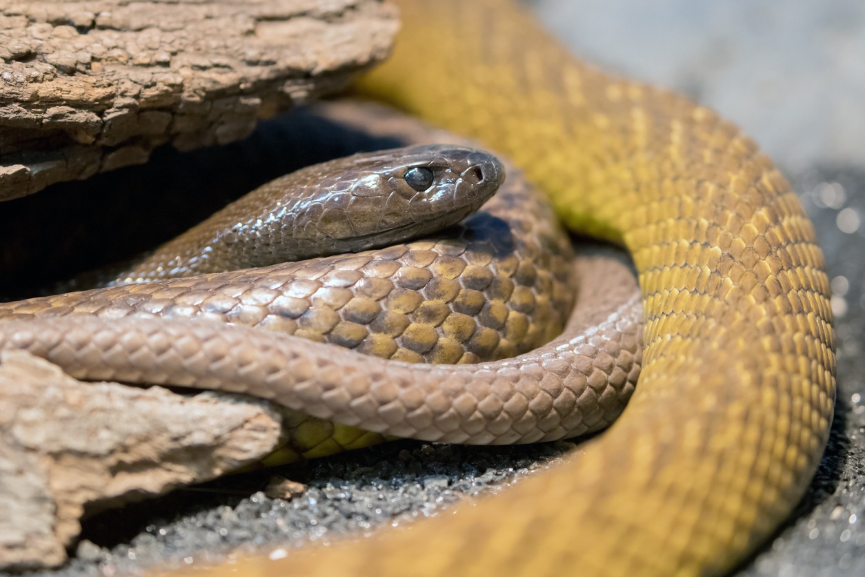 Highly venomous Australian Inland Taipan