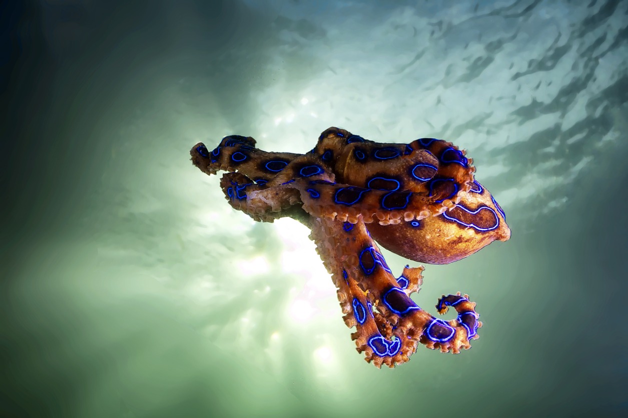 Hovering Blue-ringed Octopus