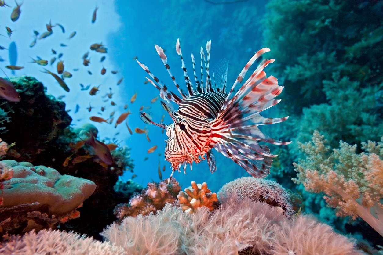 Lionfish on the coral reef