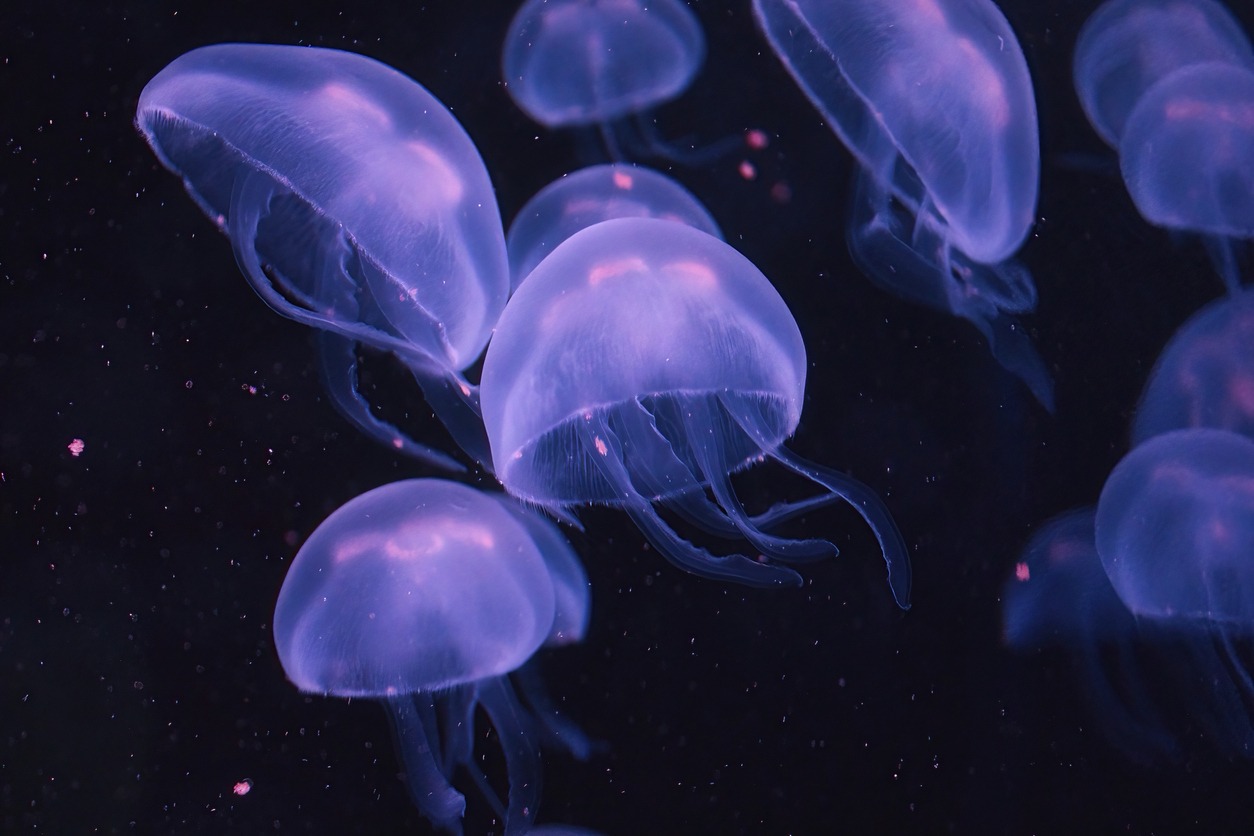 Swarm of purple box jellyfish