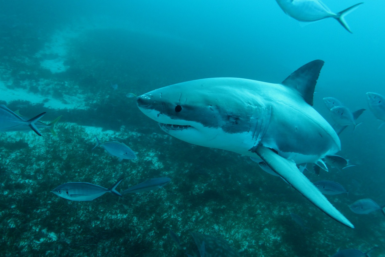 great white shark swimming  at the bottom of Neptune Island in South Australia