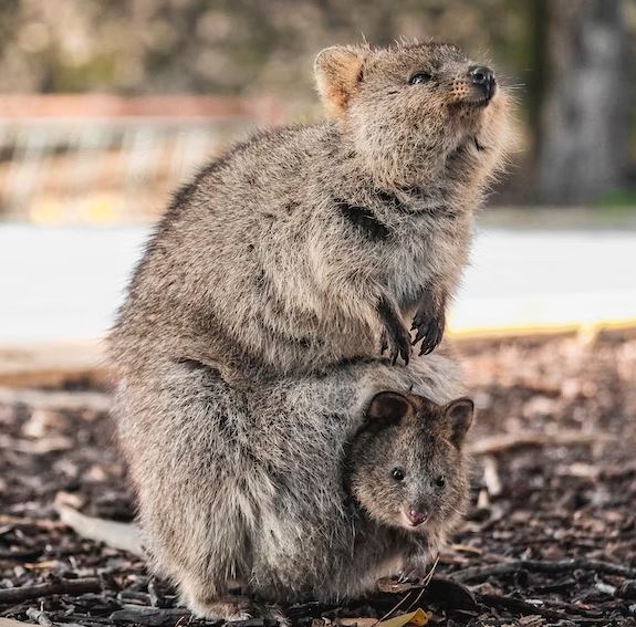 The quokkas